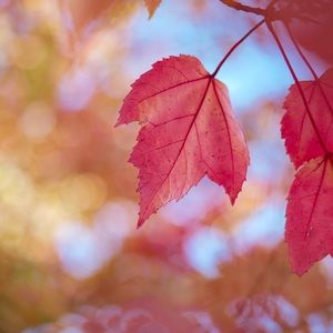 Meet your Posher, Hanna